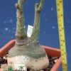Adenia glauca – Bild 3