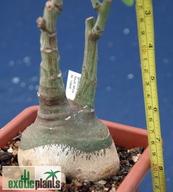 Adenia glauca – Bild 3