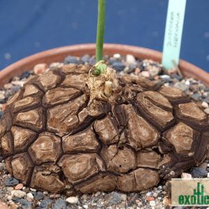 - Dioscorea