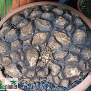 Schildkrötenpflanze