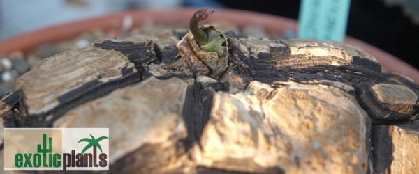 Schildkrötenpflanze