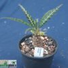 Dorstenia crispa ssp. lancifolia