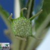 Dorstenia crispa ssp. lancifolia – Bild 3