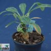 Dorstenia foetida