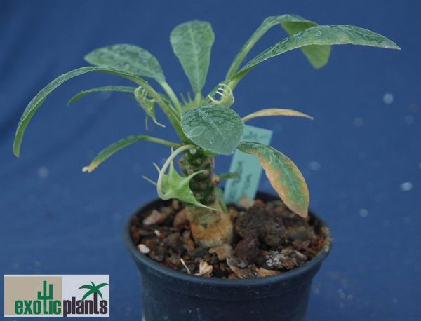 Dorstenia foetida