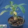Dorstenia foetida – Bild 2