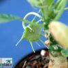 Dorstenia foetida – Bild 3