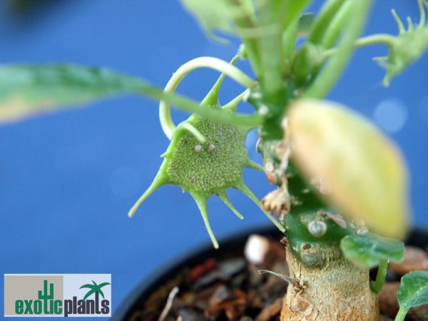 Dorstenia foetida – Bild 3
