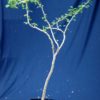 Euphorbia misera