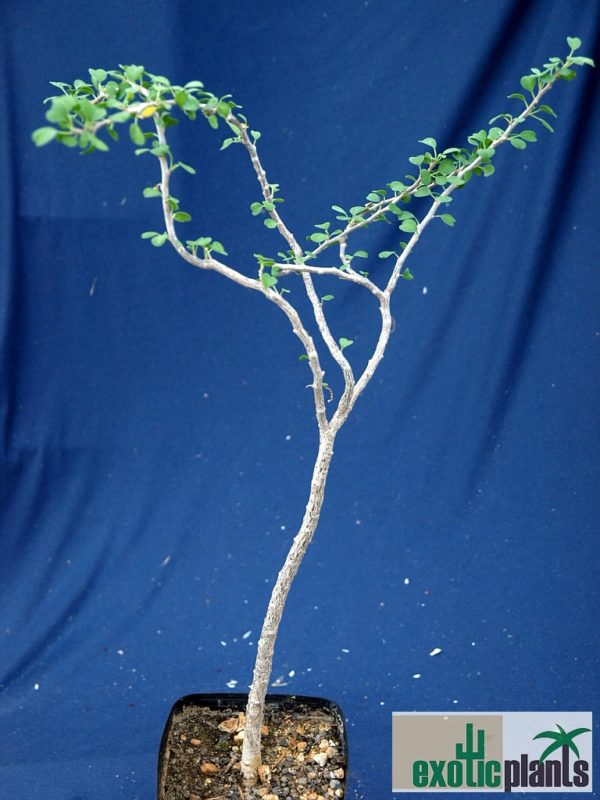 Euphorbia misera