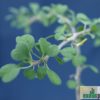 Euphorbia misera – Bild 2