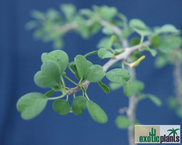 Euphorbia misera – Bild 2
