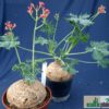 Jatropha berlandieri