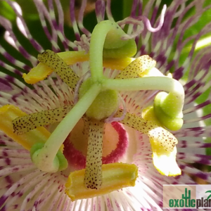 - Passiflora