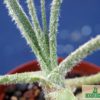 Puya laxa – Bild 2