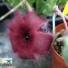 Stapelia hirsuta – Bild 3