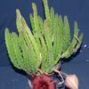 Stapelia hirsuta