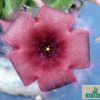 Stapelia hirsuta – Bild 2