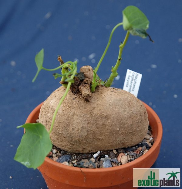 Stephania cepharantha v. hayata