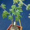 Adenia glauca – Bild 5