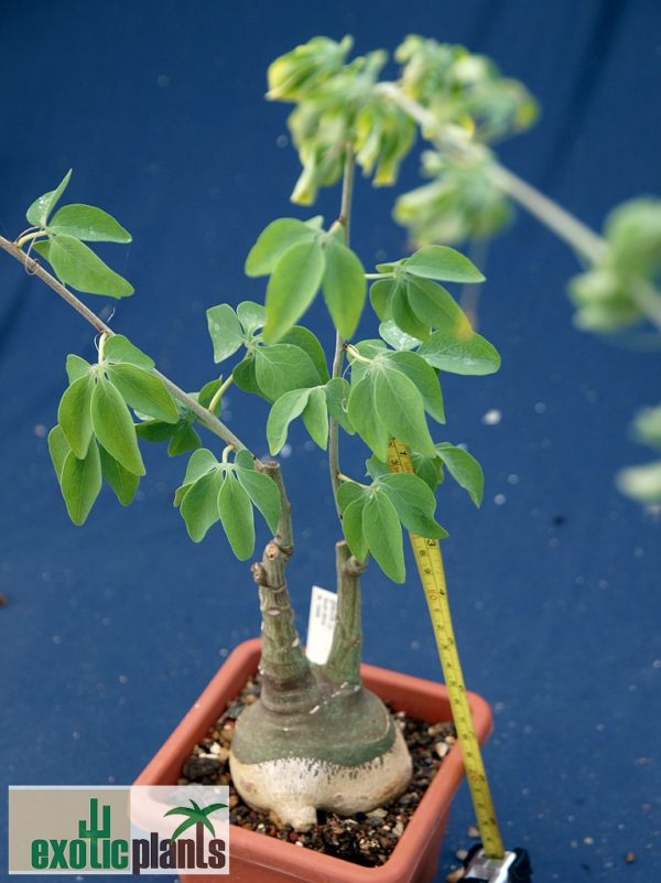 Adenia glauca – Bild 5