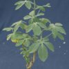 Adenia glauca – Bild 6