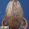 Ipomoea holubii – Bild 3