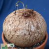 Ipomoea holubii – Bild 4
