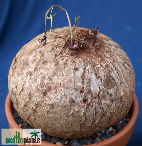 Ipomoea holubii – Bild 4