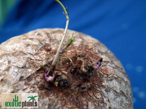 Ipomoea holubii – Bild 5
