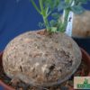 Jatropha berlandieri – Bild 2