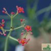 Jatropha berlandieri – Bild 3