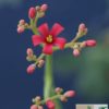 Jatropha berlandieri – Bild 4