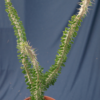 Alluaudia procera