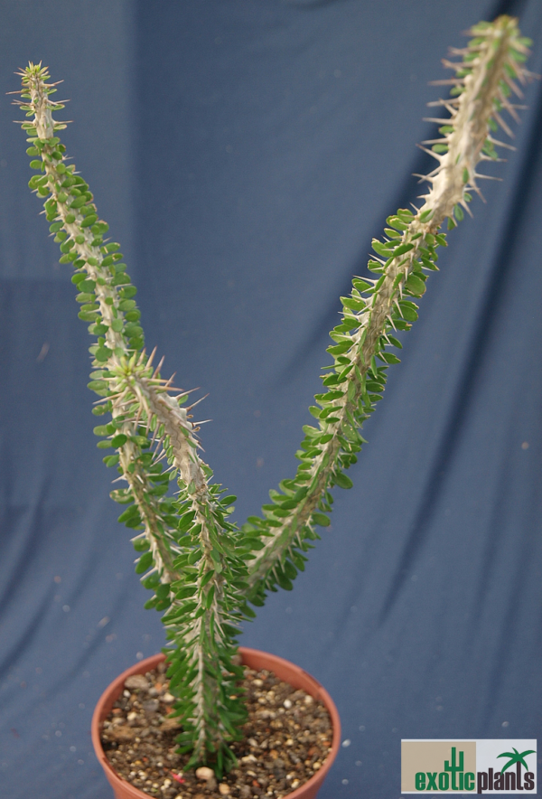 Alluaudia procera