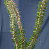 Alluaudia procera – Bild 3