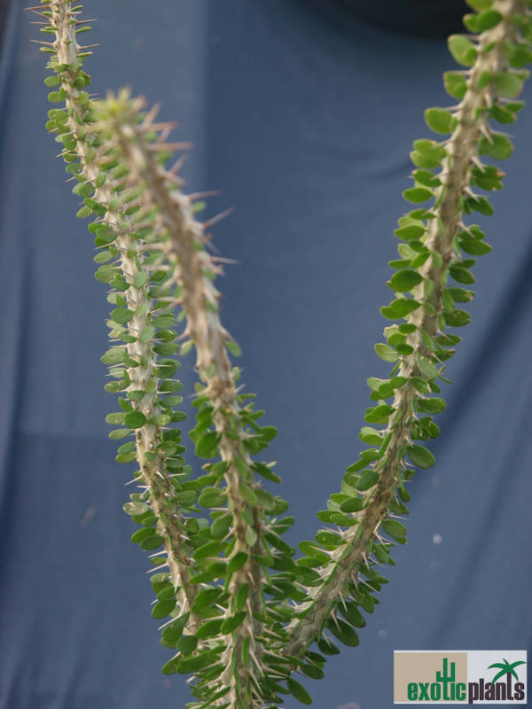 Alluaudia procera – Bild 3
