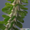 Alluaudia procera – Bild 4