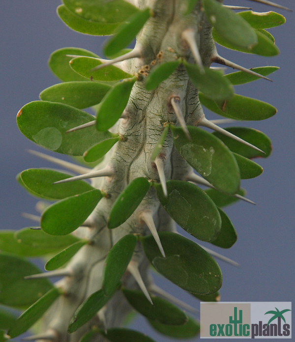 Alluaudia procera – Bild 4