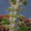 Alluaudia procera – Bild 5