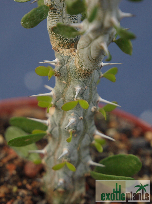 Alluaudia procera – Bild 5