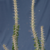 Alluaudia procera – Bild 2