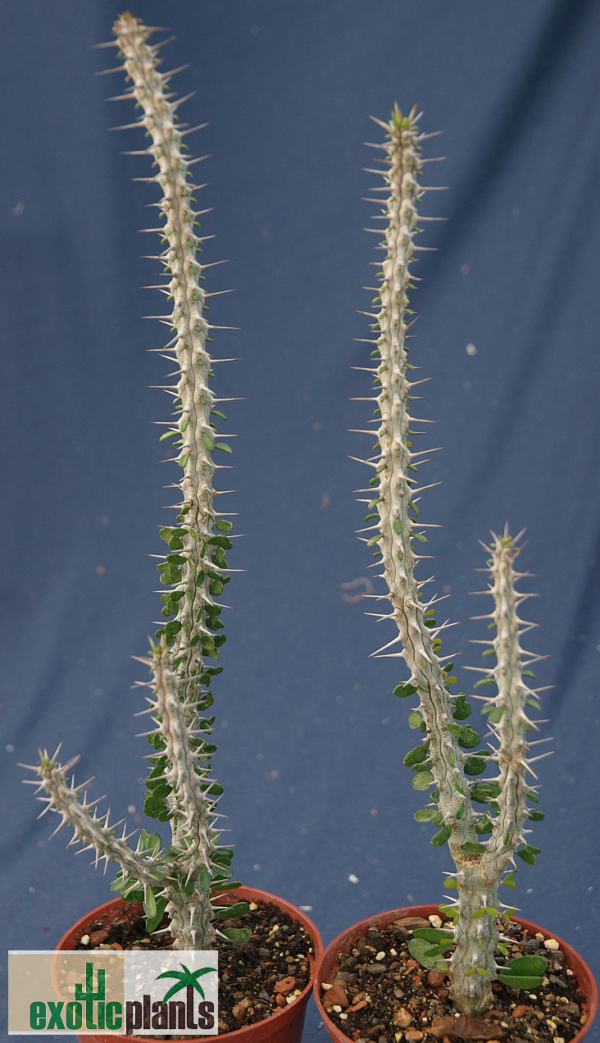 Alluaudia procera – Bild 2