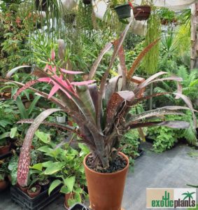 Billbergia Hybride