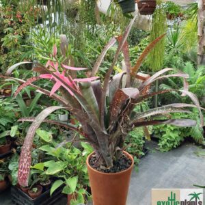 Billbergia Hybride