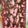 Billbergia Hybride