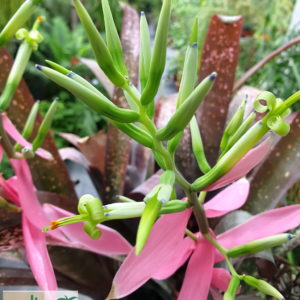 - Billbergia