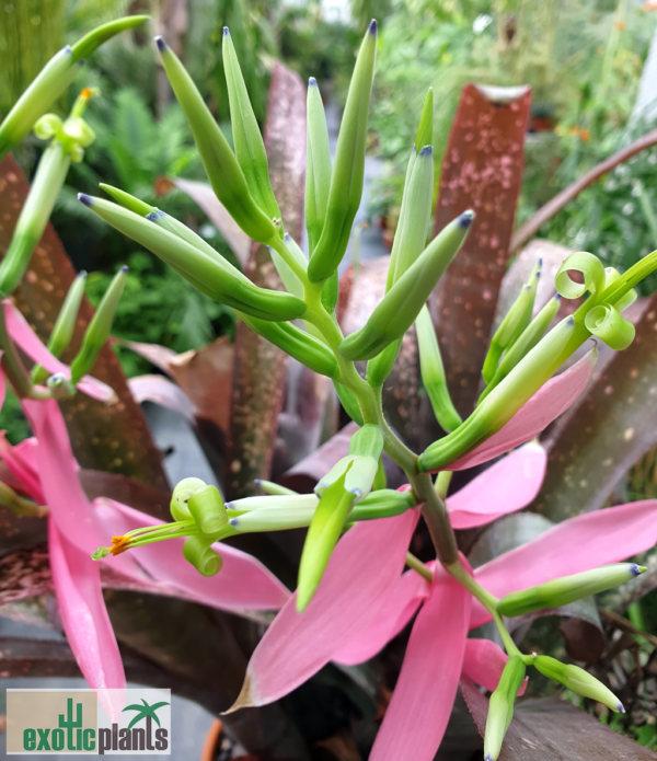 Billbergia Hybride