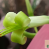 Billbergia Hybride