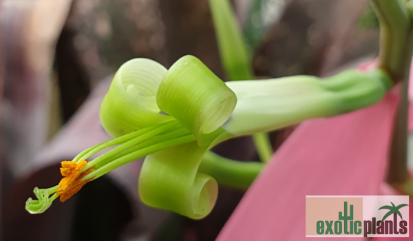 Billbergia Hybride